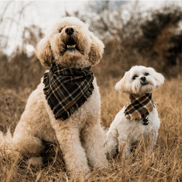 photo taken by a professional photographer during a free photography mini session