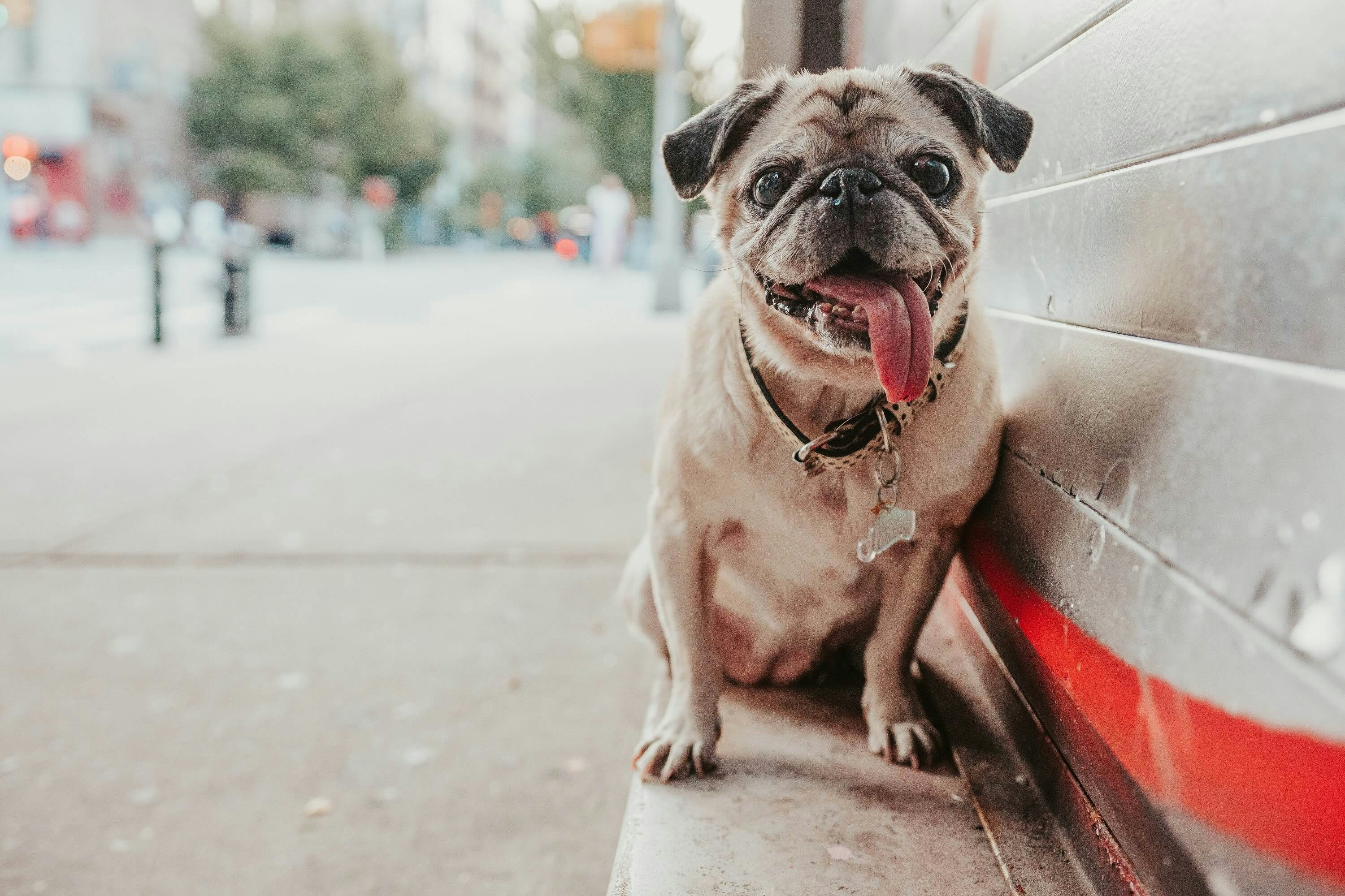 closeup photo of a dog with tongue sticking out next to a wall