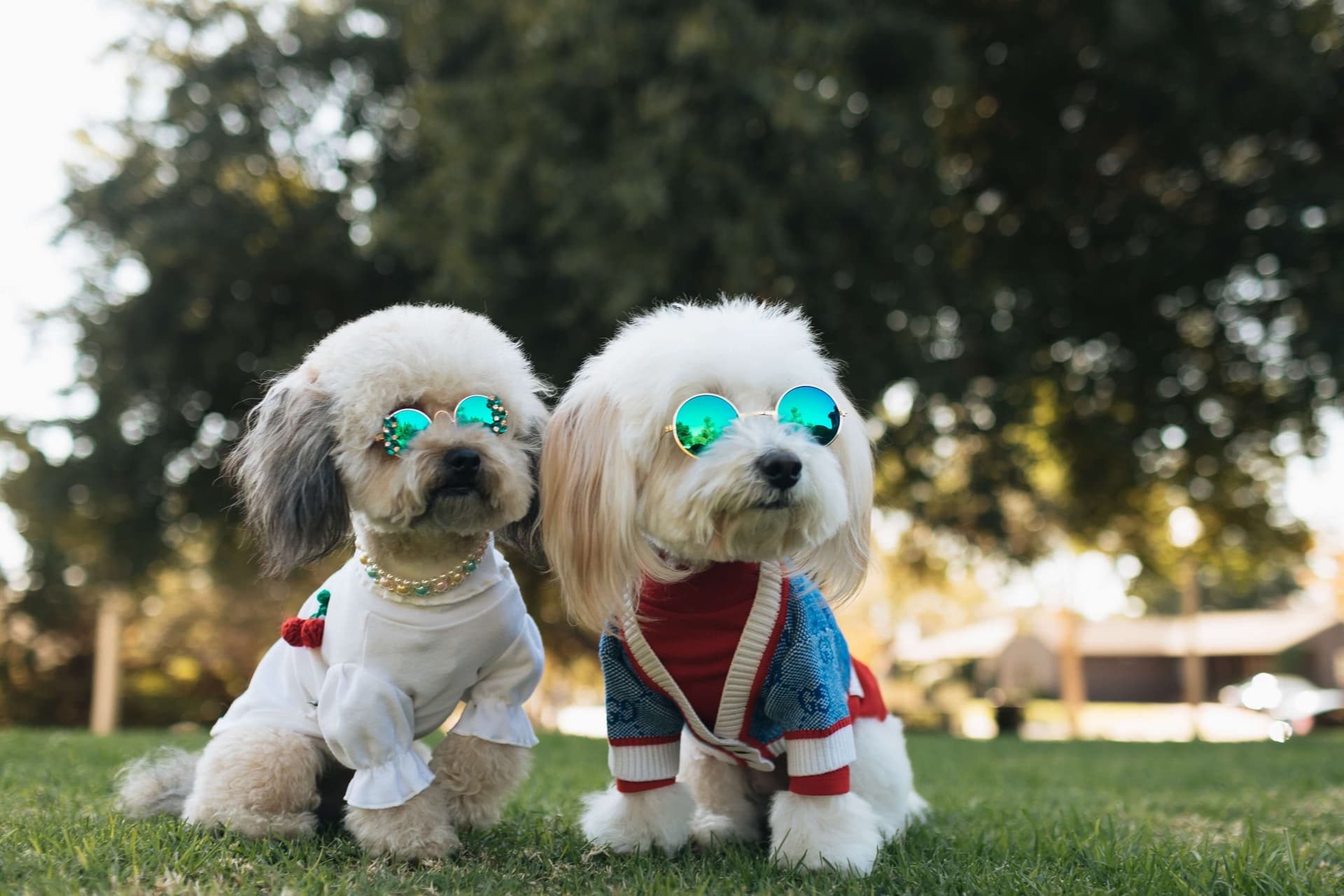 two fluffy dogs in a pet photoshoot outfit with sunglasses