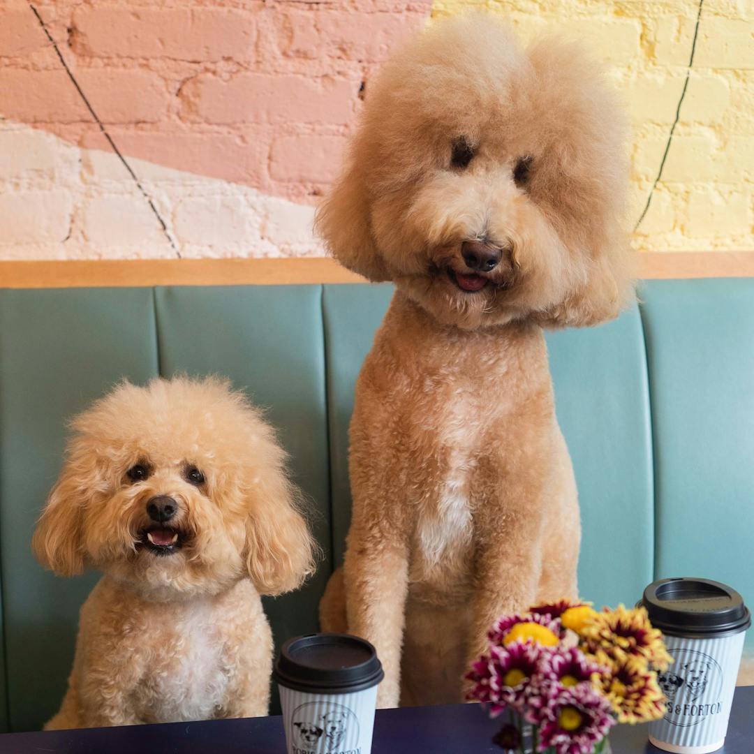 two fluffy dogs on a couch next to disposable coffee cups