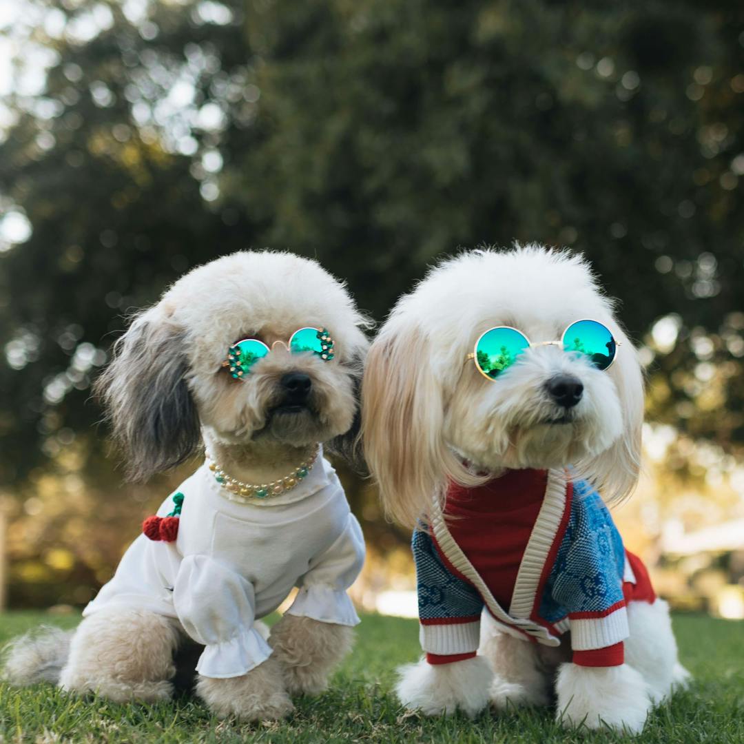 two fluffy dogs in a pet photoshoot outfit with sunglasses