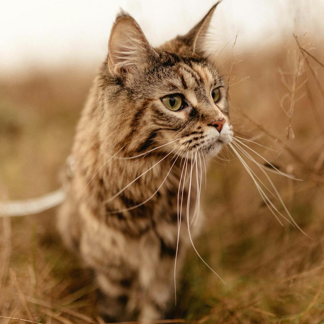 closeup photo of a pet cat walking in tall grass