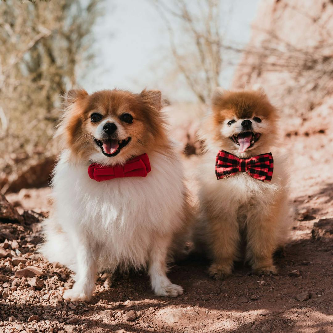 two happy dogs with bowties posing for a pet photoshoot