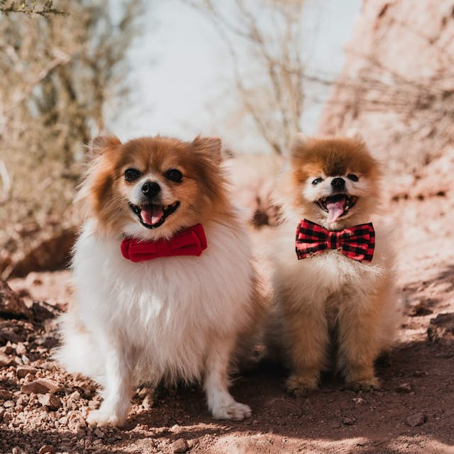 two small smiling dogs pose with matching bowties for an outdoor pets photoshoot