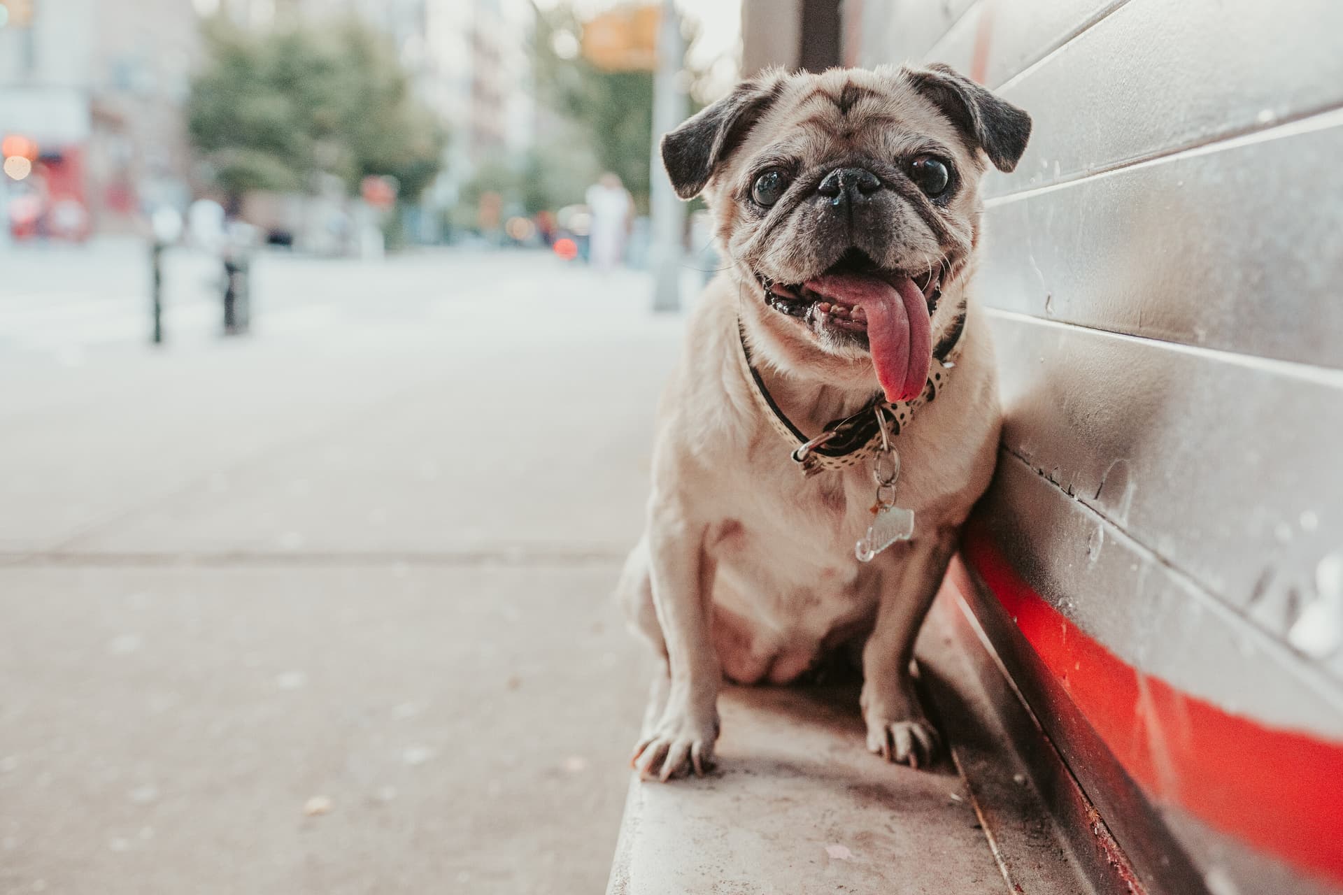 Pug sitting near a city street