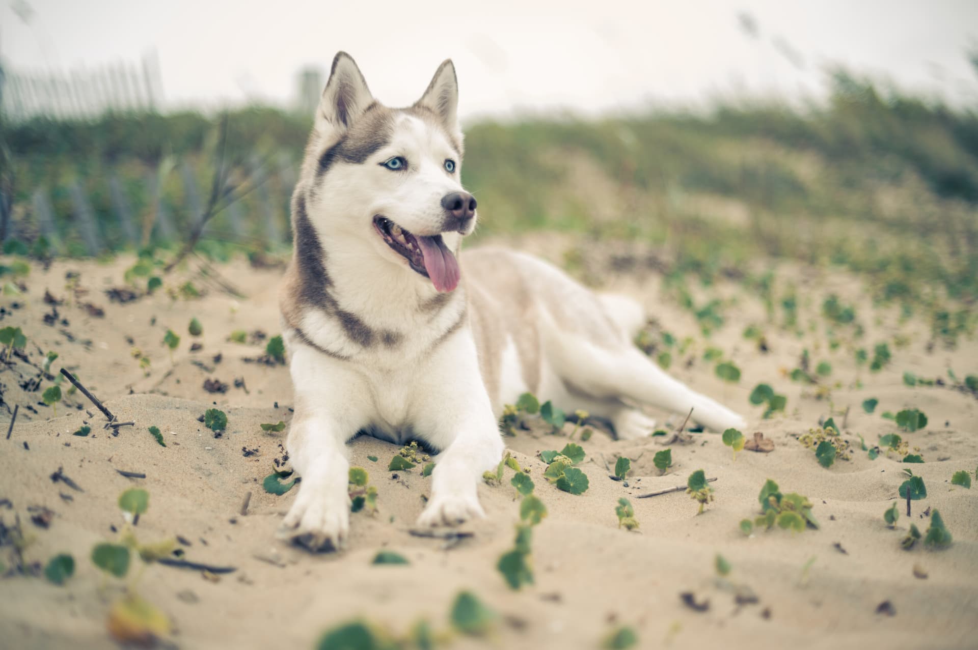 Husky relaxing on a sandy path