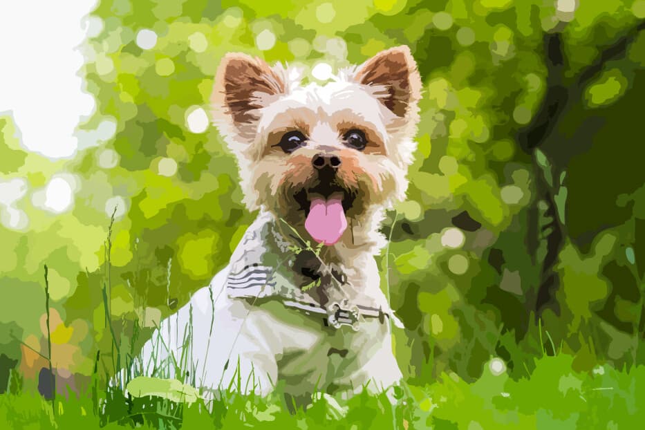 Yorkshire terrier in a plaid jacket sitting in green grass