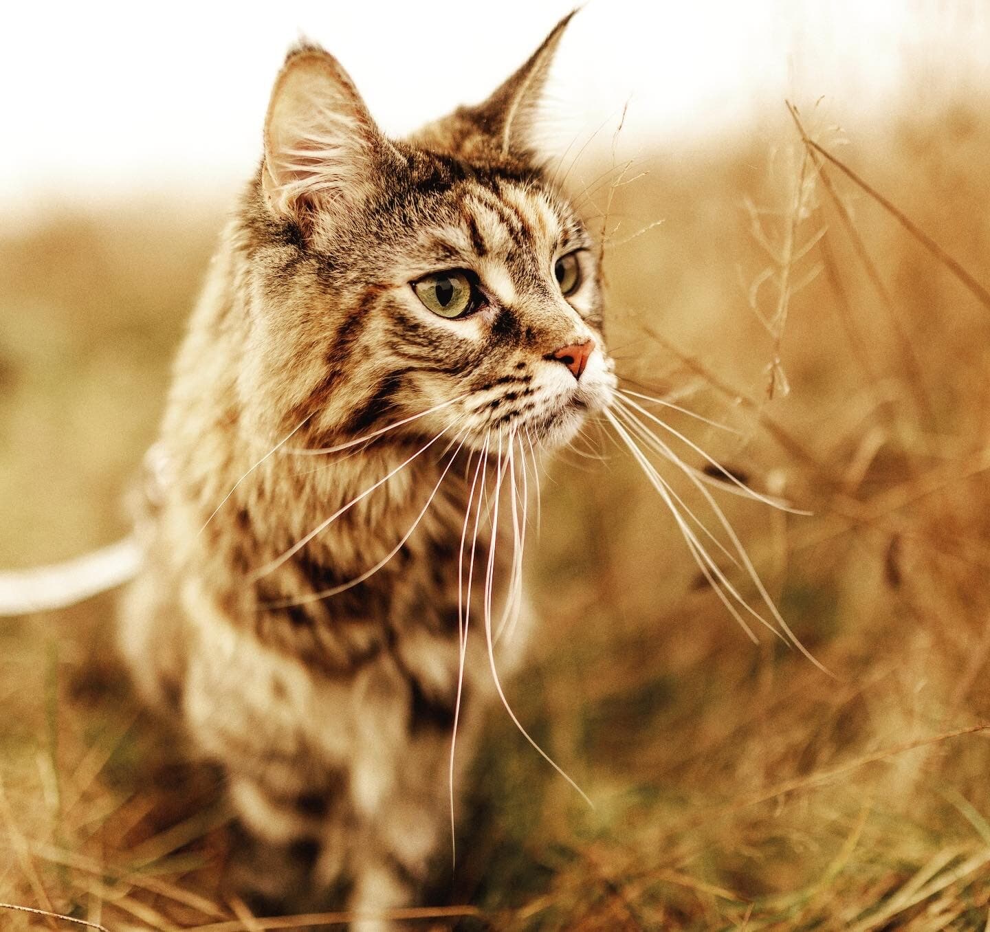 Tabby cat walking through tall golden grass