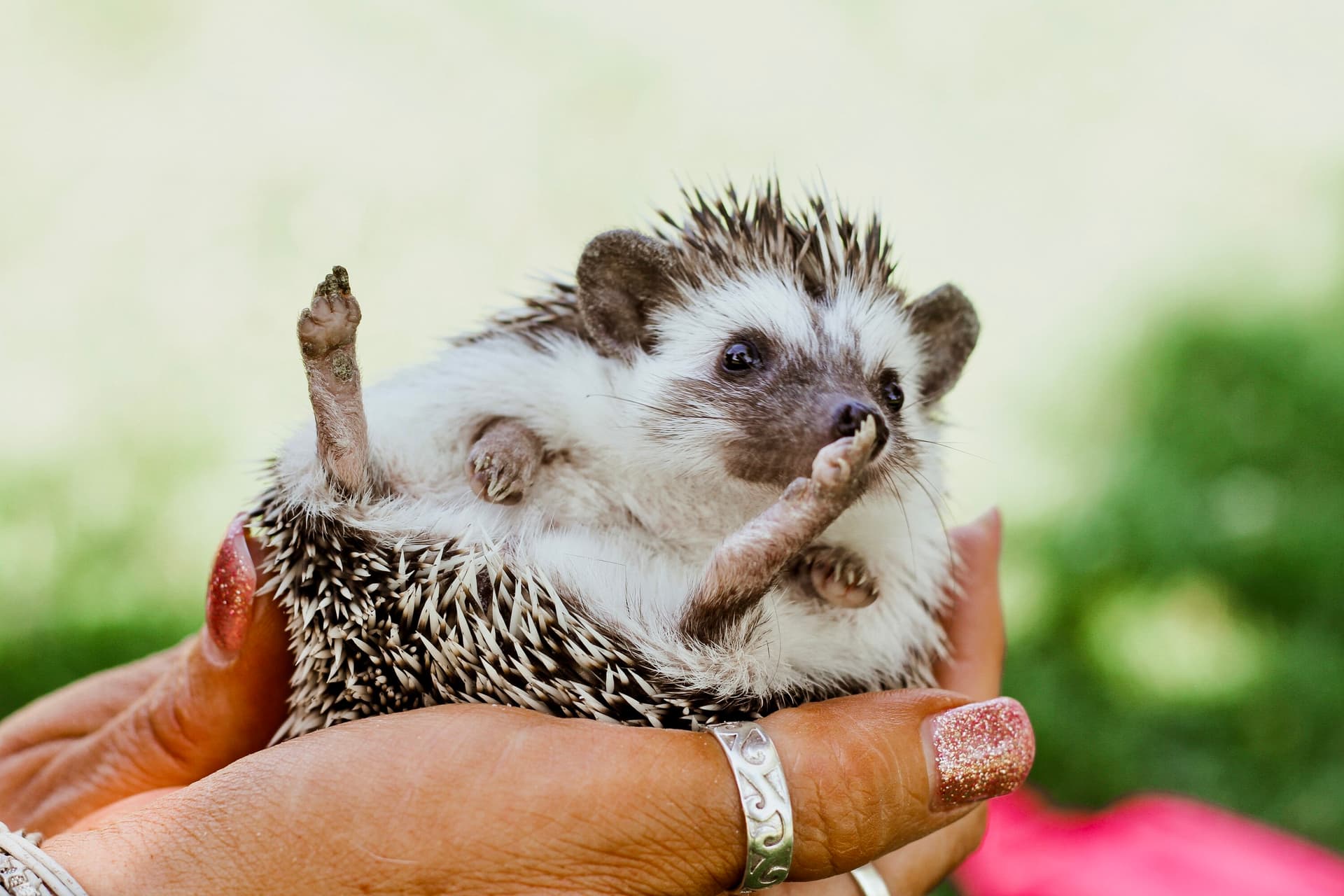 A small hedgehog being held in a person's hands outdoors, with a blurred green background