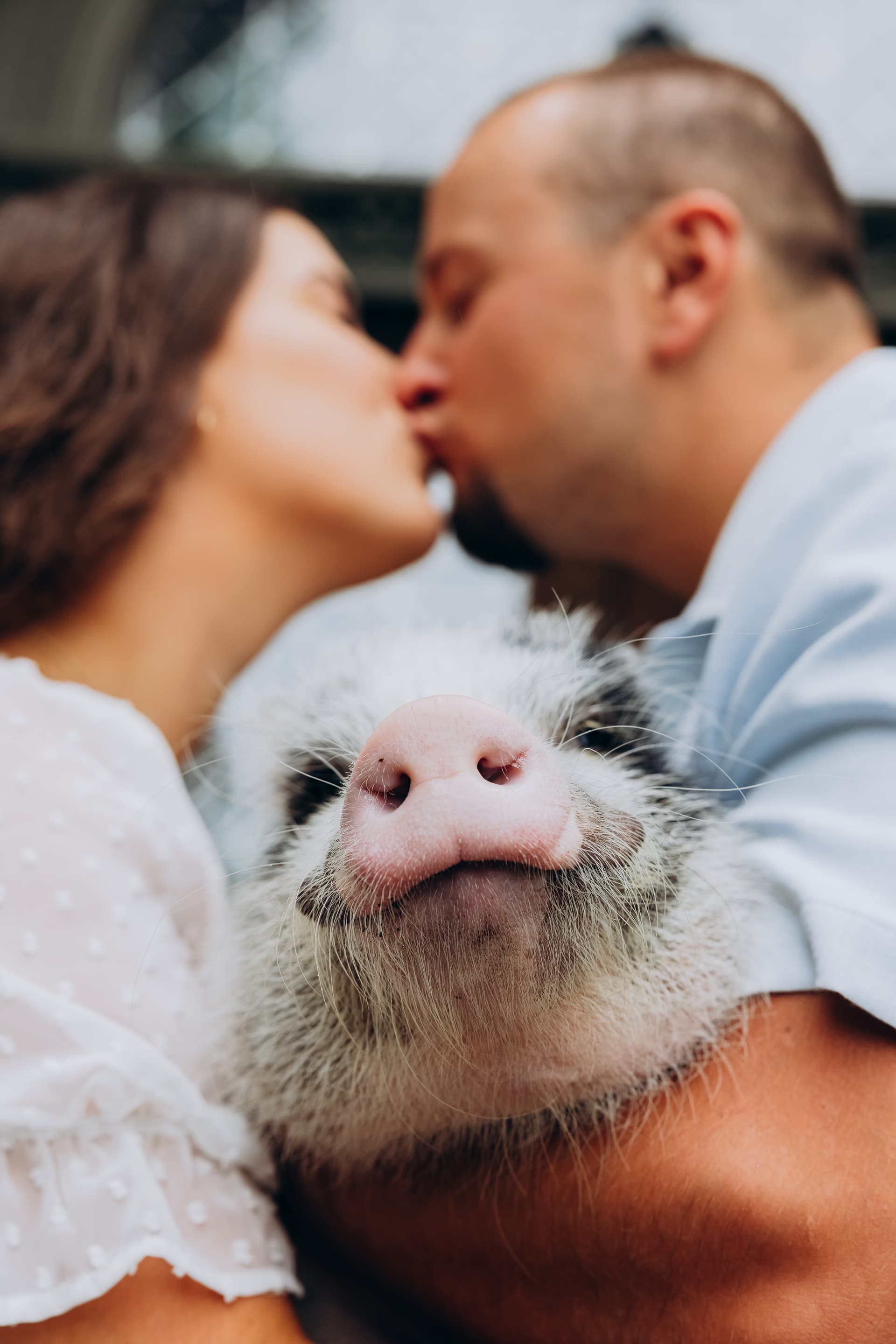 Couple kissing while holding a mini pig in the foreground