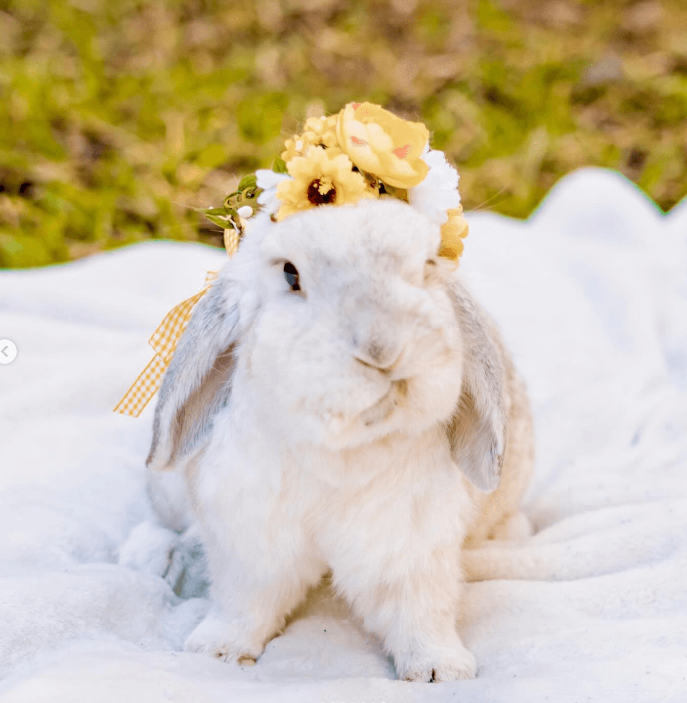 Bunny with flower crown