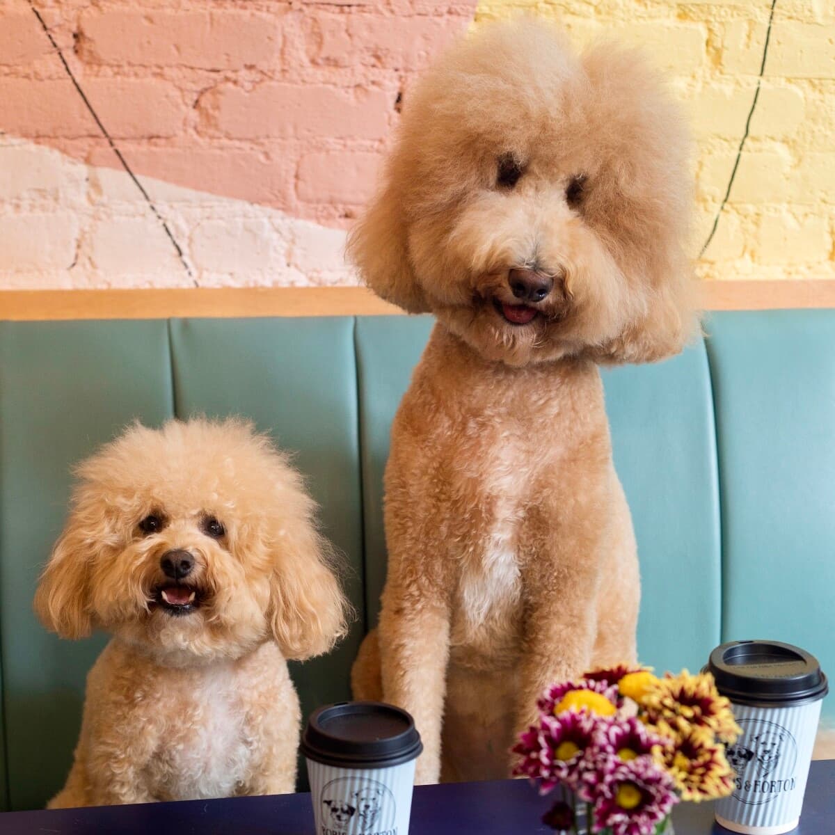 Two dogs posing together during a photoshoot