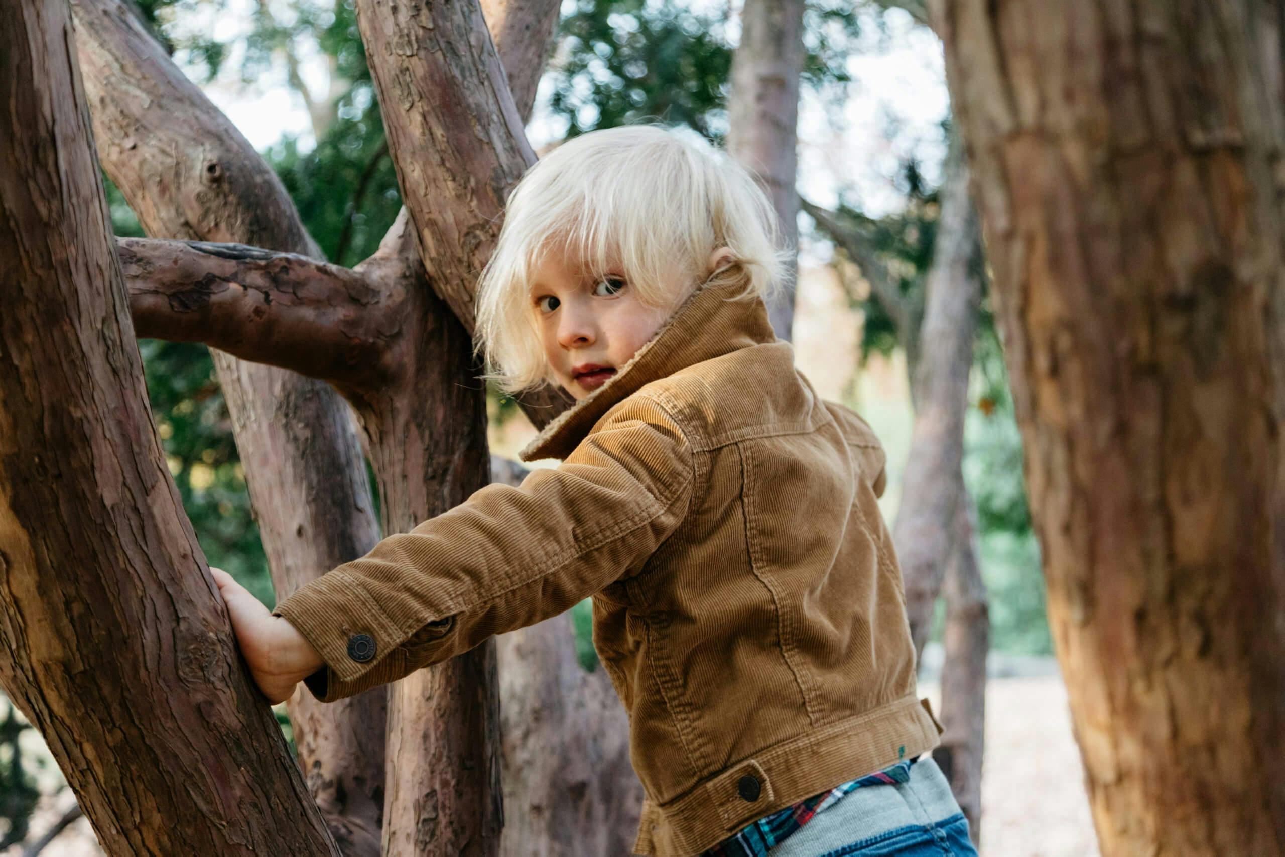 Young blonde child climbing a tree branch, looking back at the camera