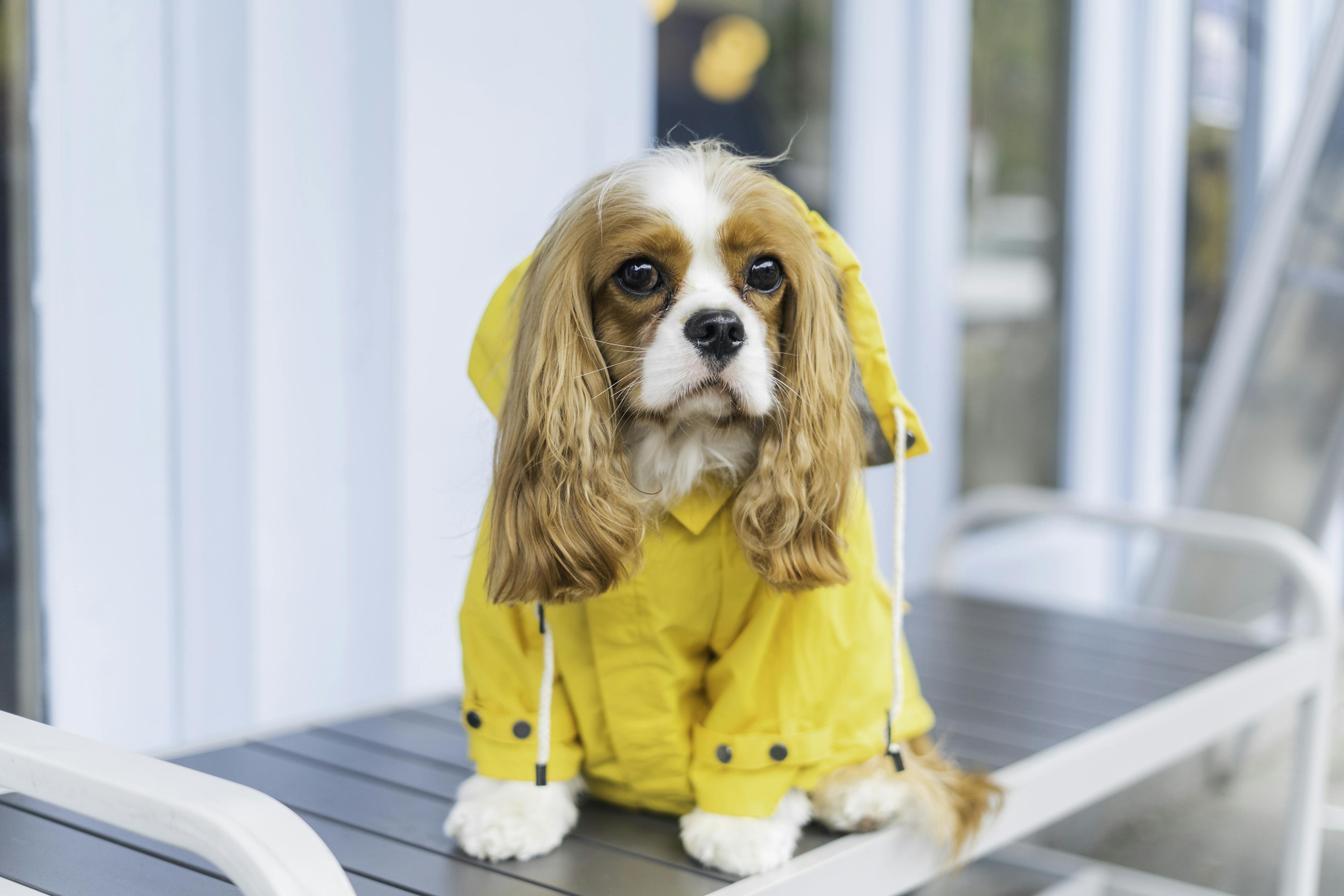 A Cavalier King Charles Spaniel dog wearing a yellow raincoat sitting on a bench.