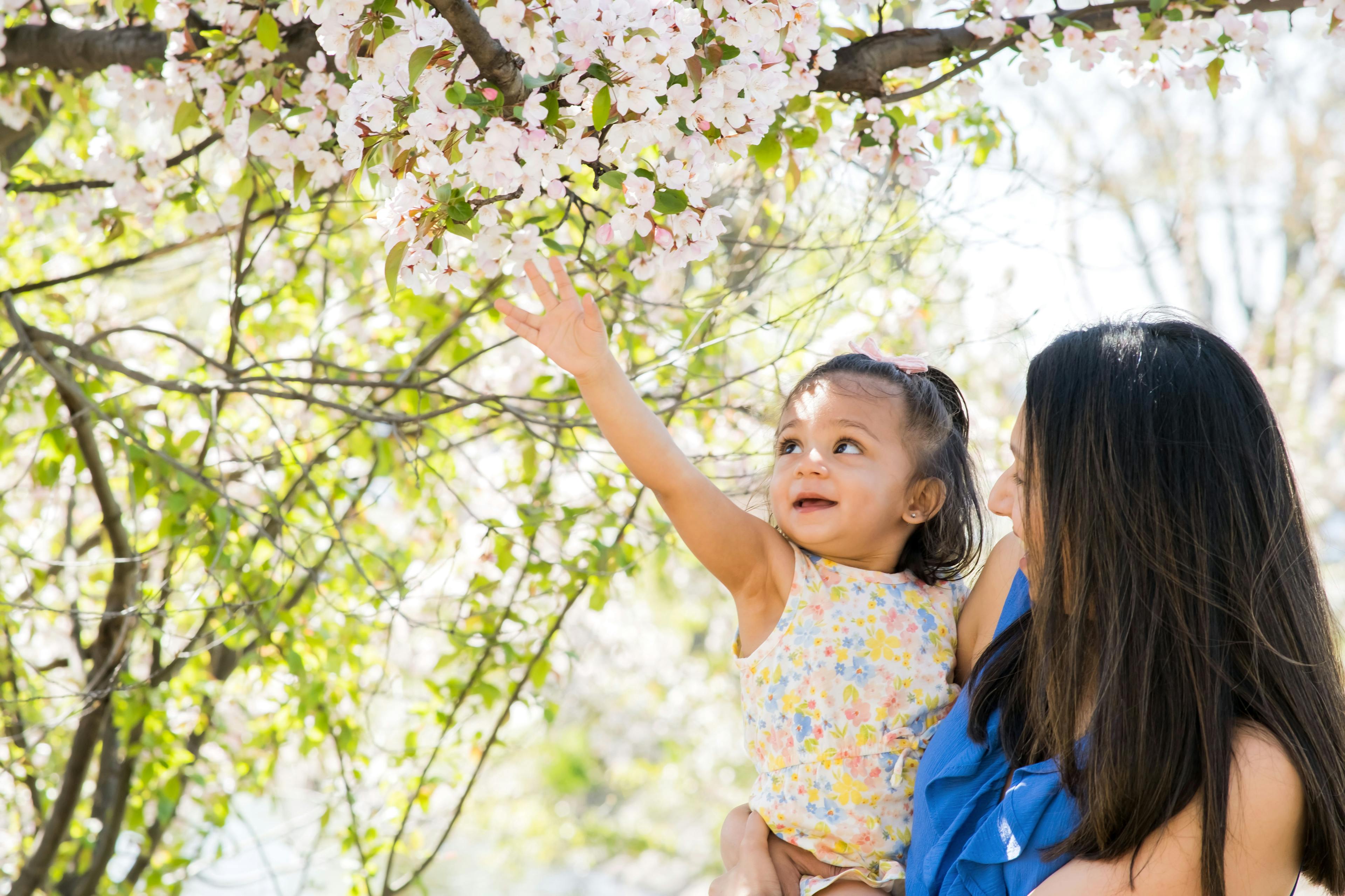 A young girl reaching for cherry blossoms while being held by an adult.